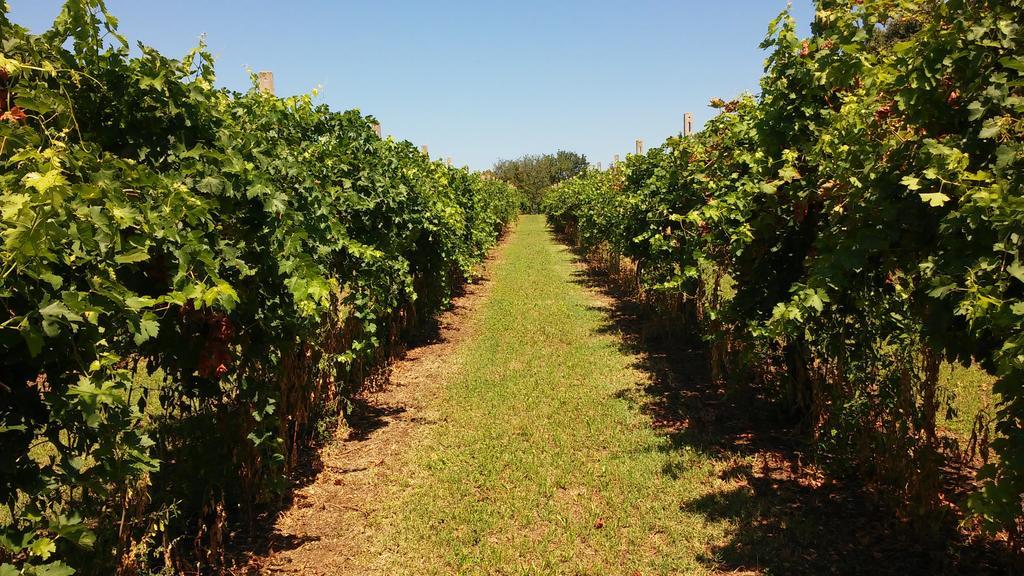 וליג'יו סול מיניציו Agriturismo B&B Corte Tonolli מראה חיצוני תמונה